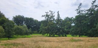 Insektenwiese auf dem Heger Friedhof