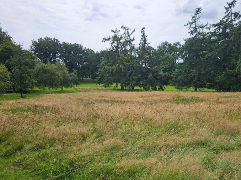 Insektenwiese auf dem Heger Friedhof