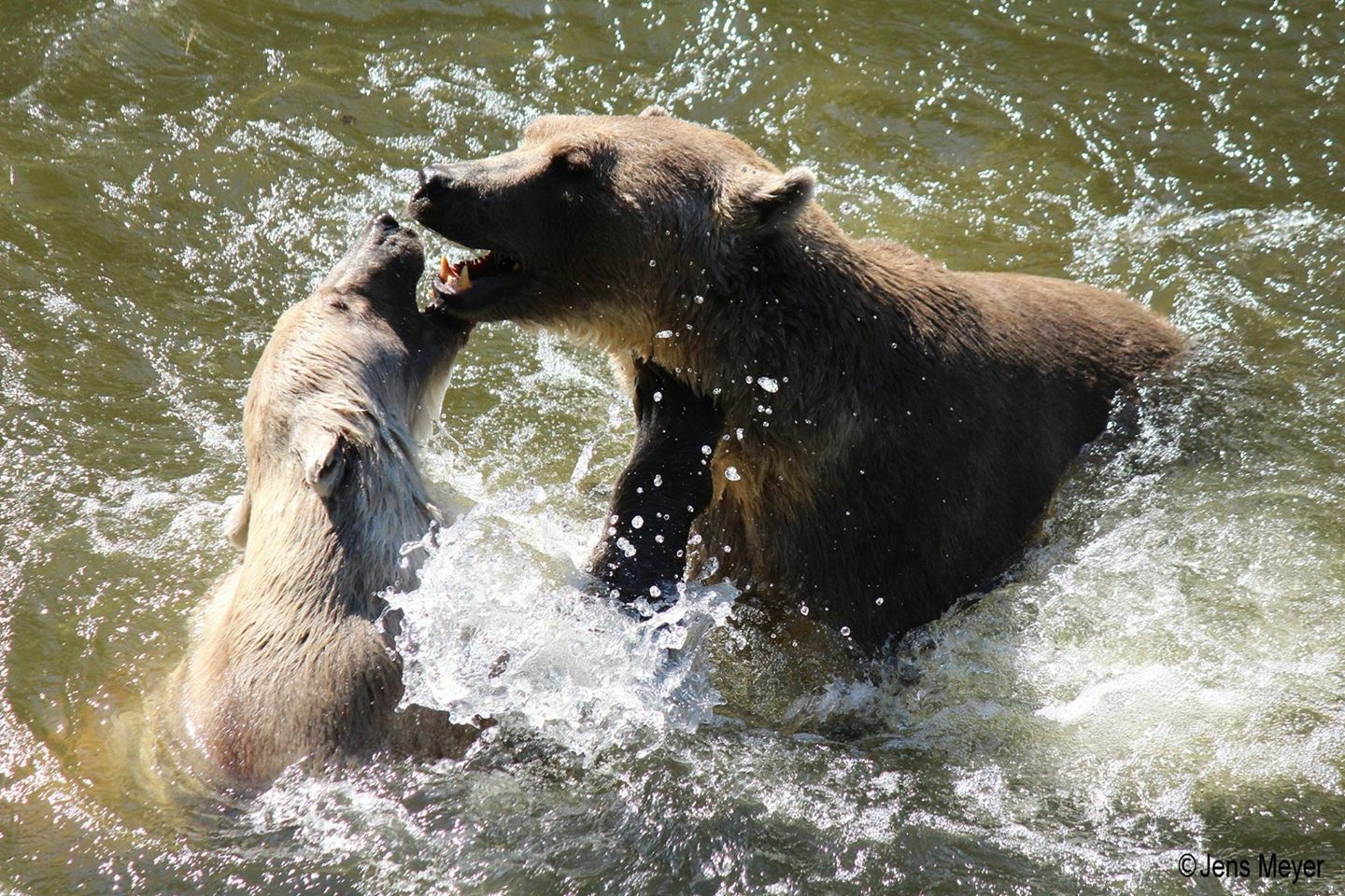 IMG_1011 Schattiges Osnabrück – wo gibt es das?