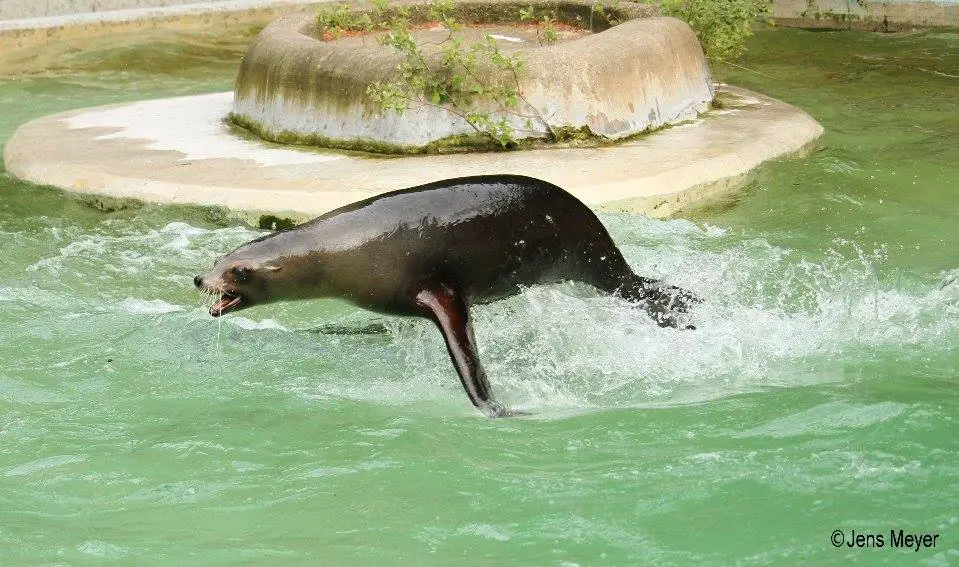 zoo-kuehl Schattiges Osnabrück – wo gibt es das?