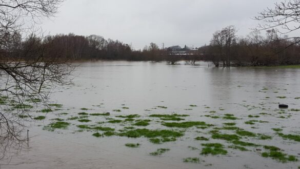 12752100_1645853895677605_1374996285_o Hase bei Lüstringen