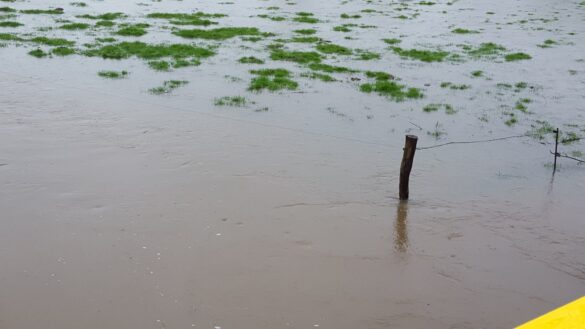 12754878_1645853875677607_840791221_o Hase bei Lüstringen