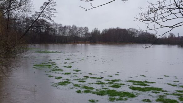 12773178_1645853859010942_2041789977_o Hase bei Lüstringen