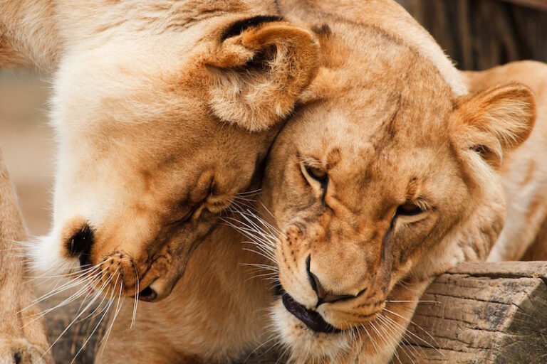 Löwen am Valentinstag im Zoo Osnabrück