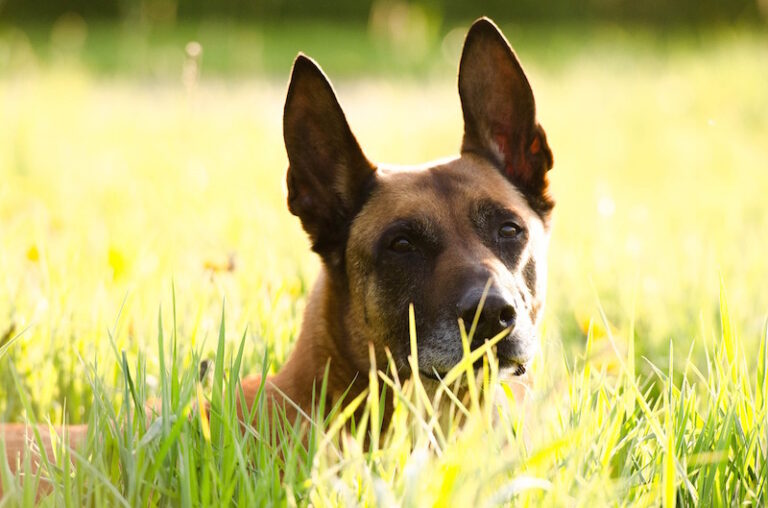belgischer Schäferhund Symbolbild