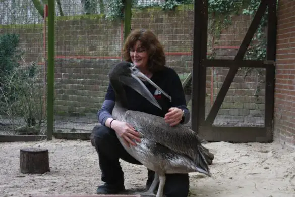 Pelikannachwuchs im Zoo Osnabrück