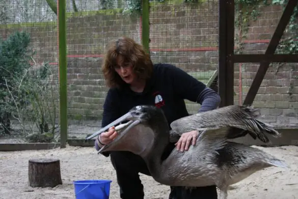 Pelikannachwuchs im Zoo Osnabrück