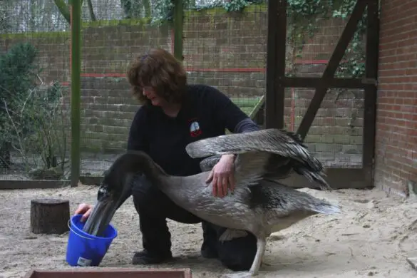Pelikannachwuchs im Zoo Osnabrück