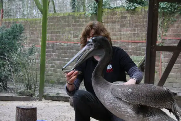 Pelikannachwuchs im Zoo Osnabrück