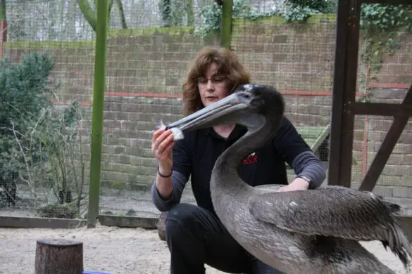 Pelikannachwuchs im Zoo Osnabrück