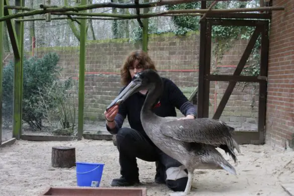 Pelikannachwuchs im Zoo Osnabrück