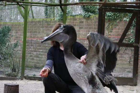 Pelikannachwuchs im Zoo Osnabrück