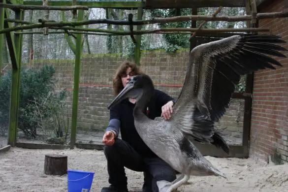 Pelikannachwuchs im Zoo Osnabrück