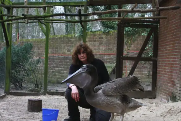 Pelikannachwuchs im Zoo Osnabrück