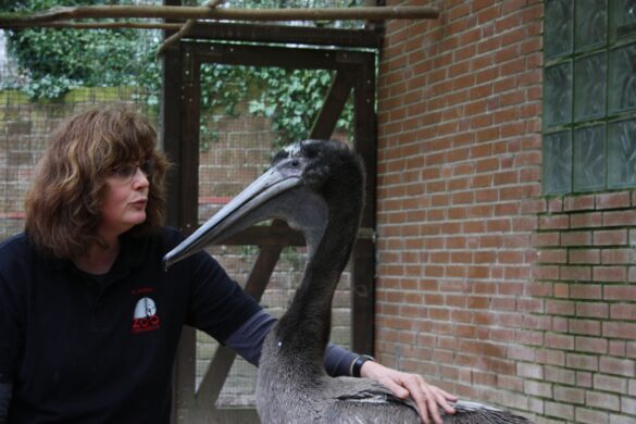 Pelikannachwuchs im Zoo Osnabrück