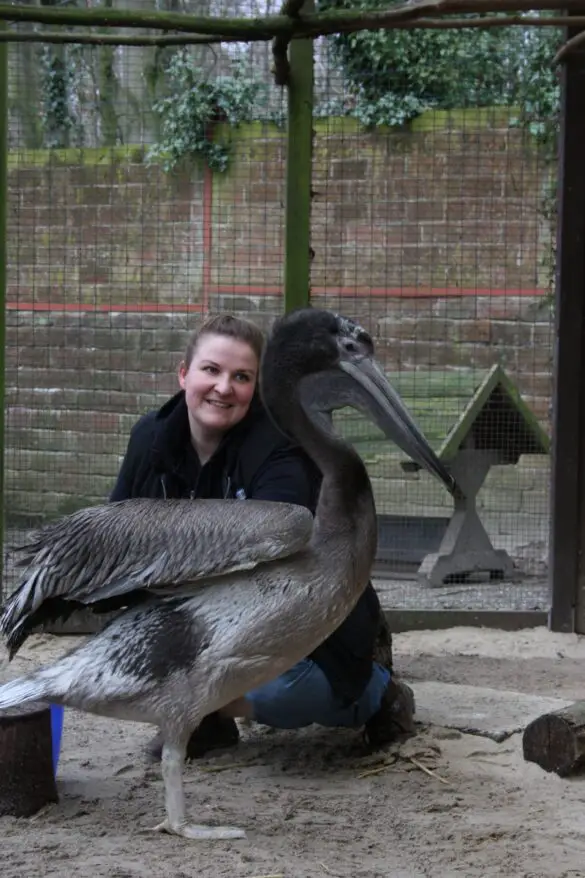 Pelikannachwuchs im Zoo Osnabrück