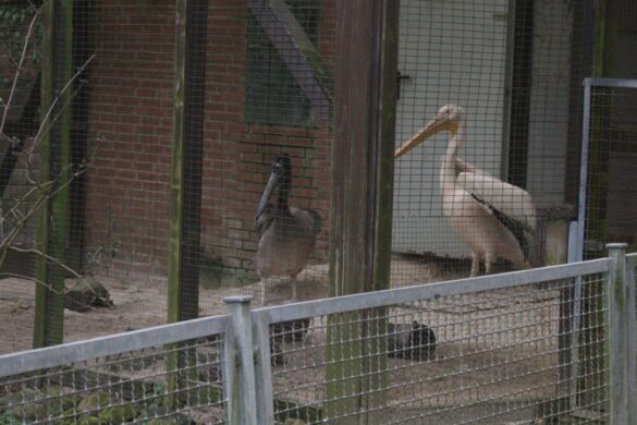 Pelikannachwuchs im Zoo Osnabrück