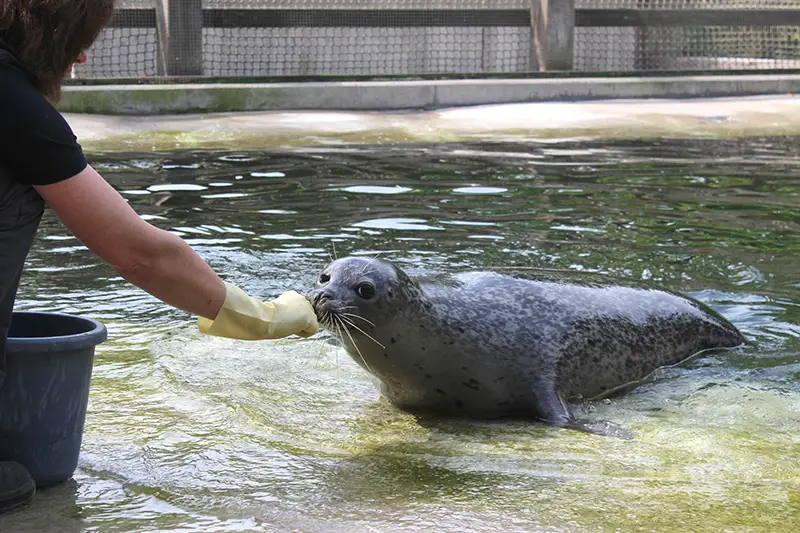 Seehund Im Zoo Osnabrück