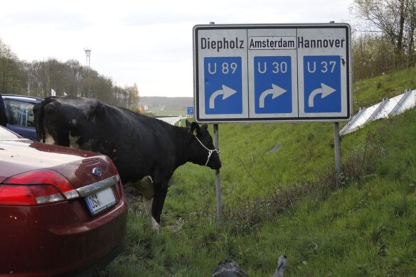 Unfall mit Zuchtkuh auf der A33