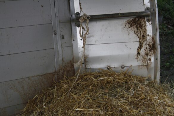 Unfall mit Zuchtkuh auf der A33