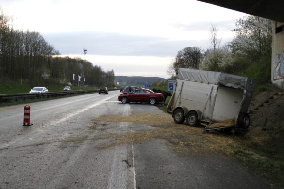 Unfall mit Zuchtkuh auf der A33
