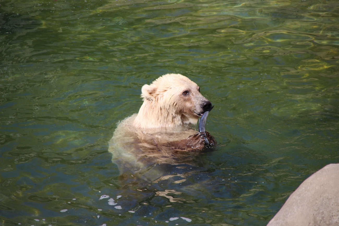 Zoo OS Hybridbären 21042016B Hybridbärin Tips