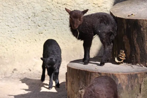 Nachwuchs gibt es bei den Ouessantschafen
