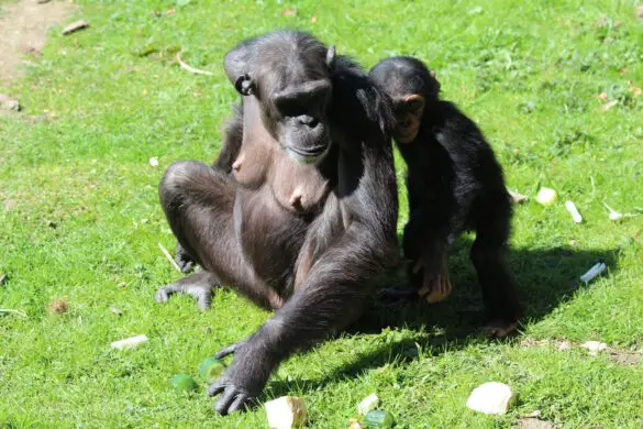 Schimpansenfamilie im Zoo Osnabrück