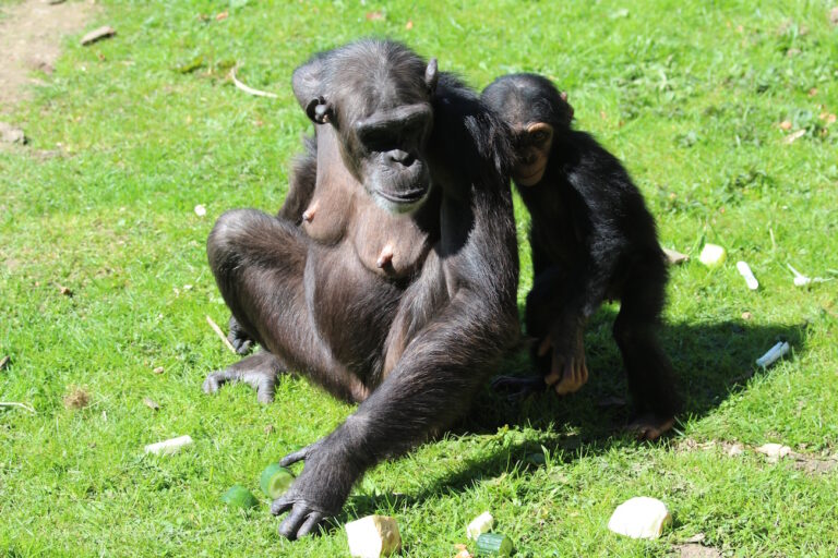 Schimpansenfamilie im Zoo Osnabrück
