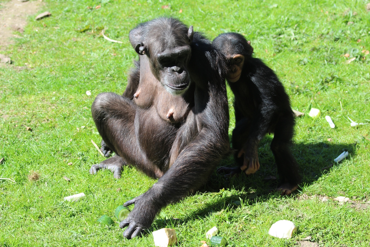 Schimpansenfamilie im Zoo Osnabrück