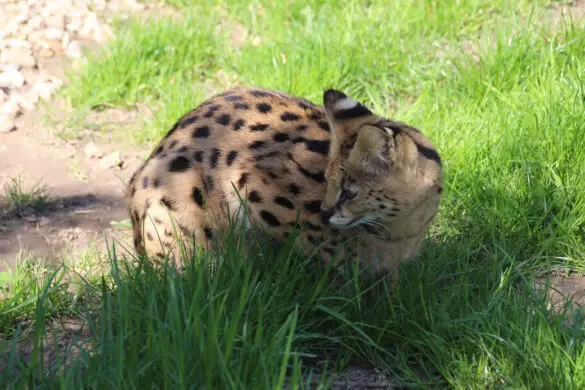 Servale haben dreifachen Nachwuchs