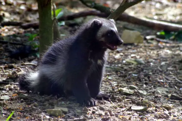 Nachwuchs bei den Vielfraßen