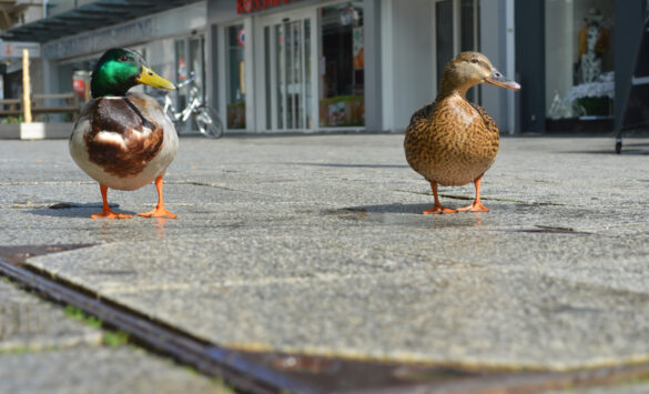 ente-1 Enten in der Großen Straße, Osnabrück