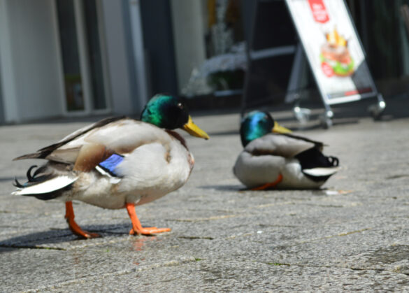 ente-2 Enten in der Großen Straße, Osnabrück