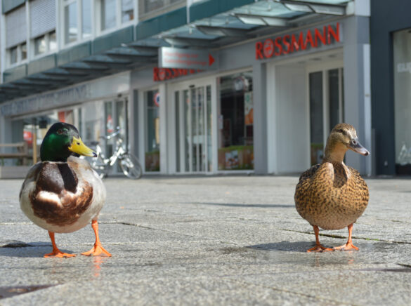 ente-3 Enten in der Großen Straße, Osnabrück