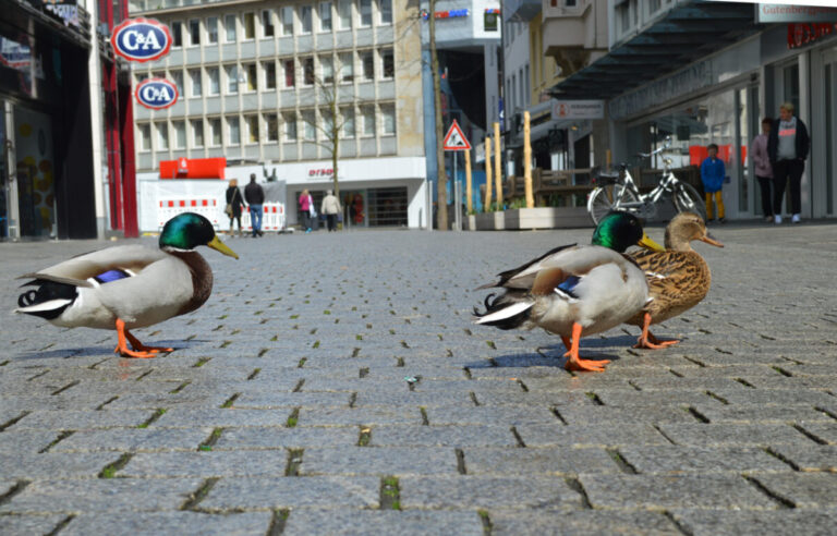 Enten in der Großen Straße, Osnabrück