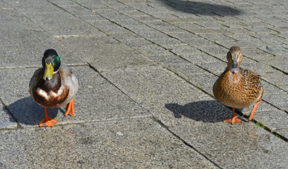 ente-5 Enten in der Großen Straße, Osnabrück