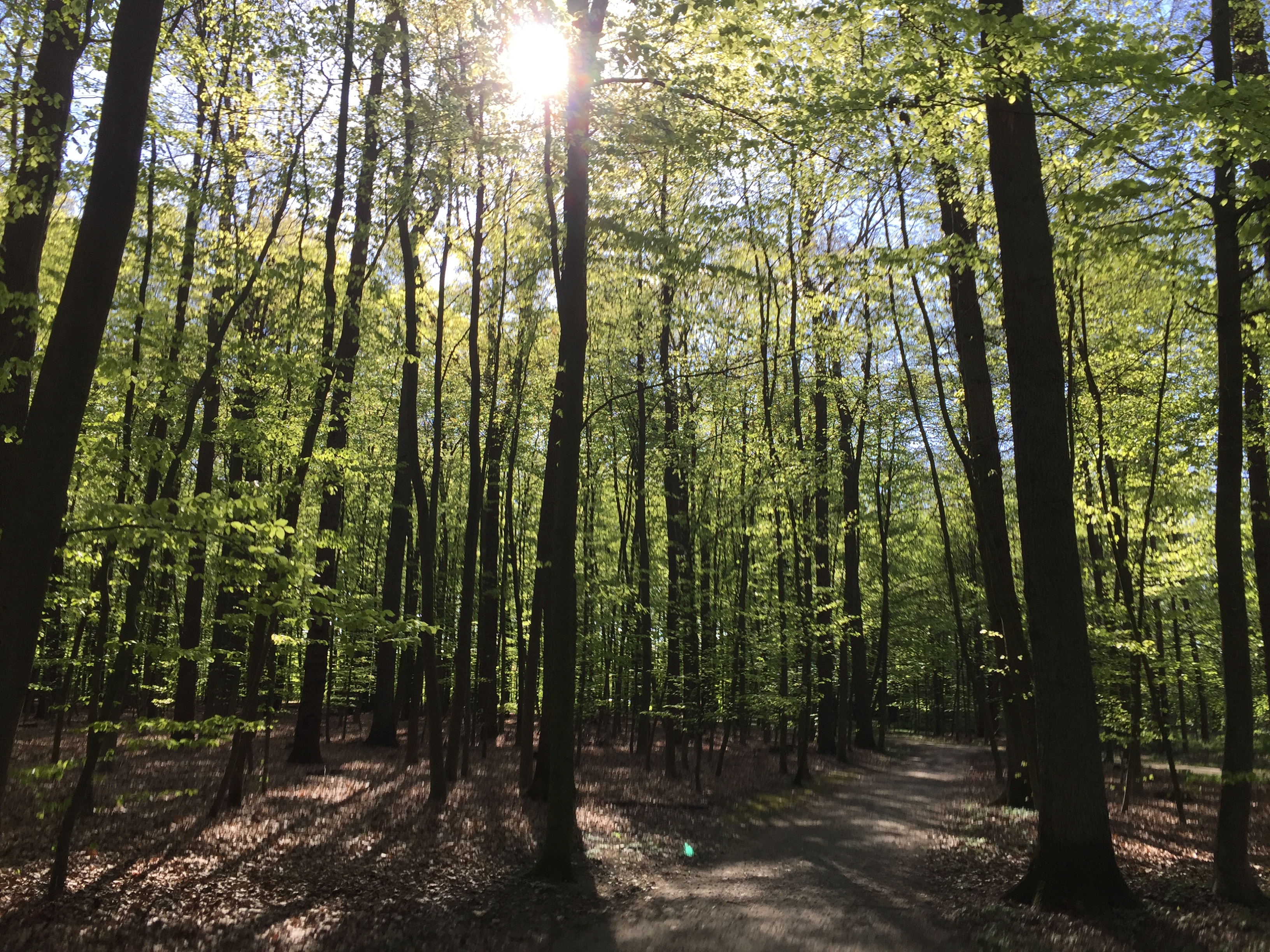 IMG_9178 Vatertag 2016 am Rubbenbruchsee, Osnabrück