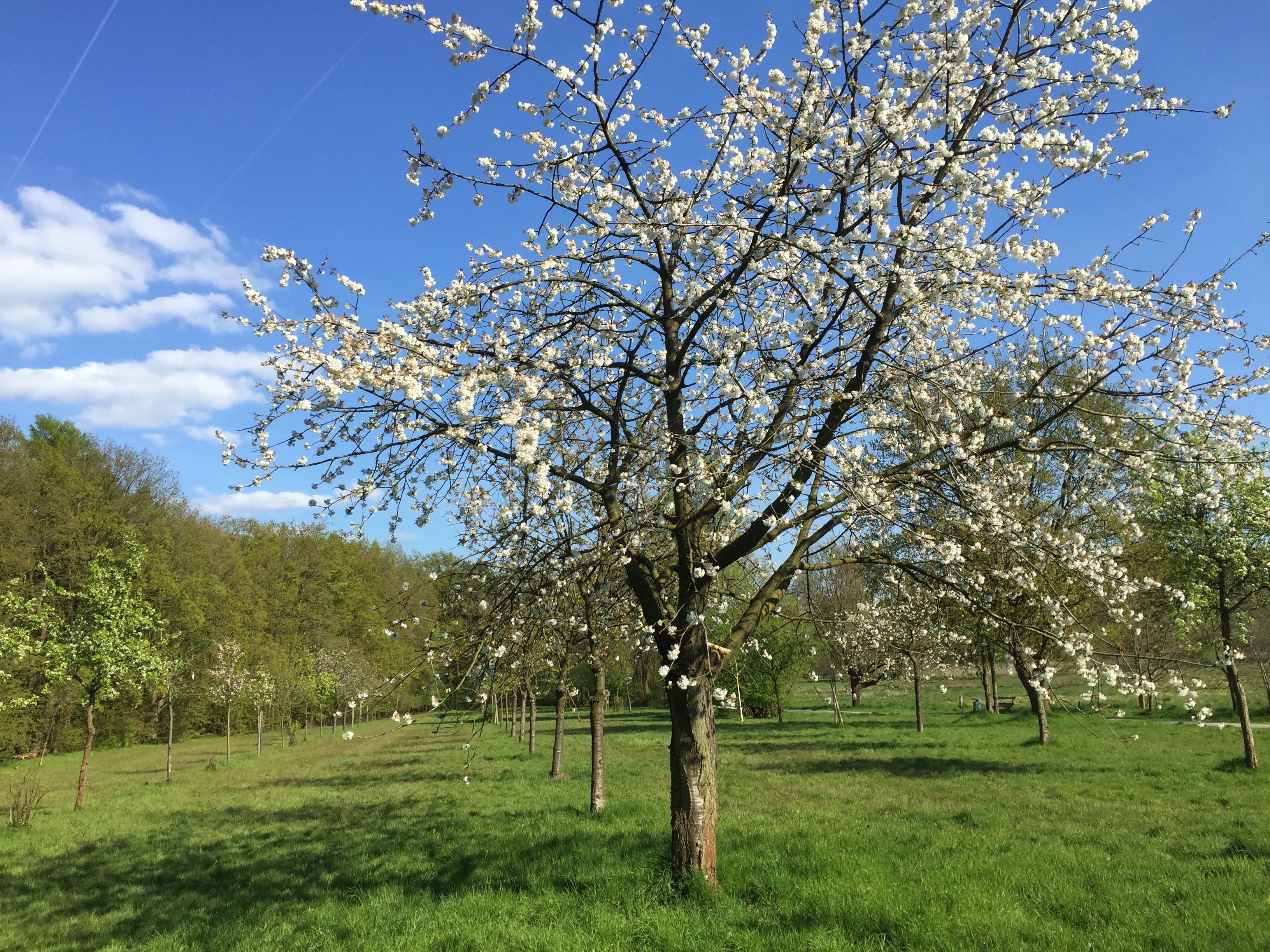 IMG_9180 Vatertag 2016 am Rubbenbruchsee, Osnabrück