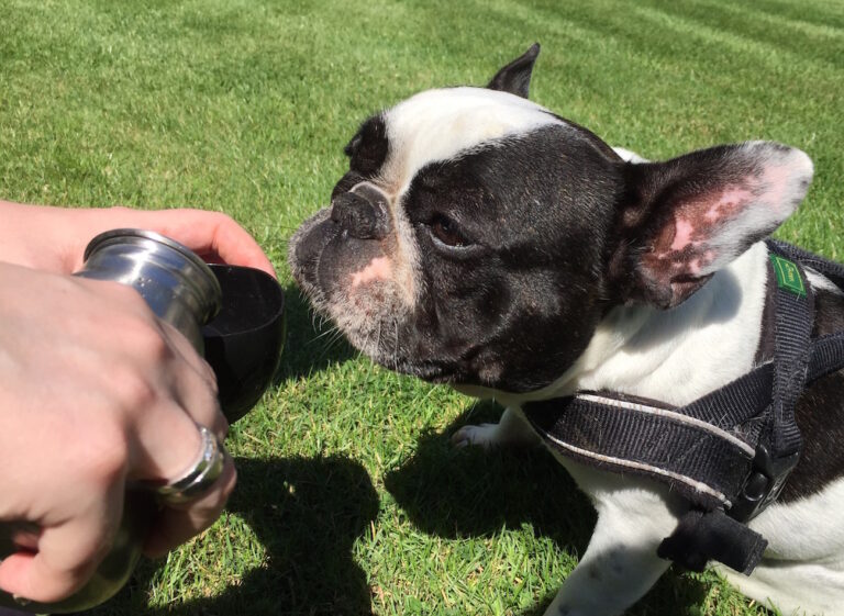 Frida, französische Bulldogge
