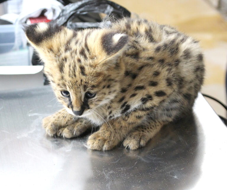 Serval Junges im Osnabrücker Zoo