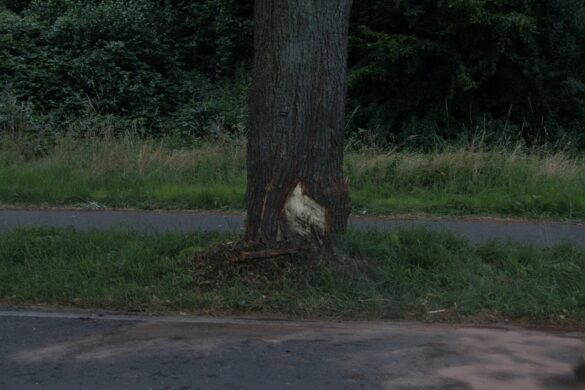 Bad Iburg: PKW knallt bei Navi-Bedienung gegen Baum