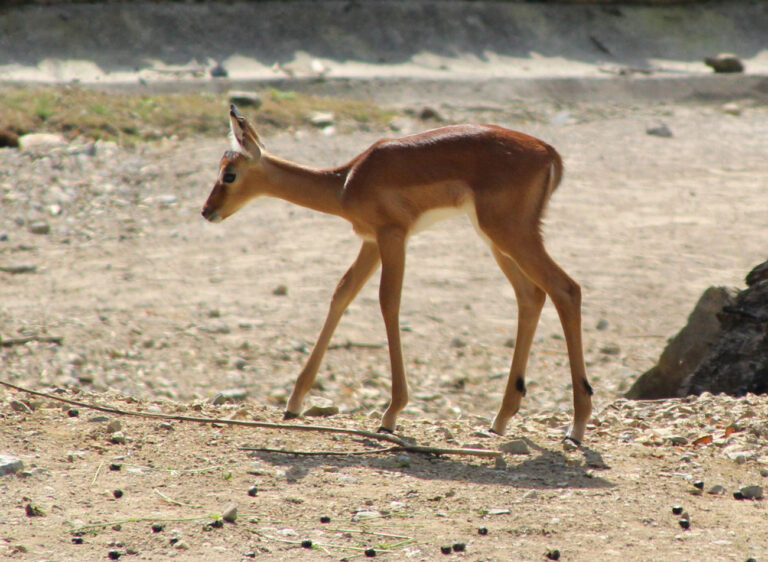 Impala-Jungtier Lilo