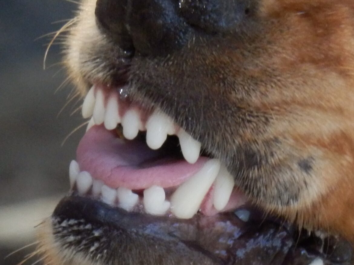 Hund Gebiss
