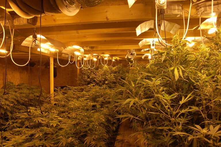 Cannabis Plantage