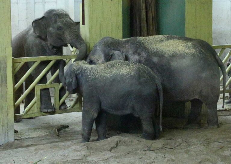 Ankunft Elefanten Zoo Osnabrück