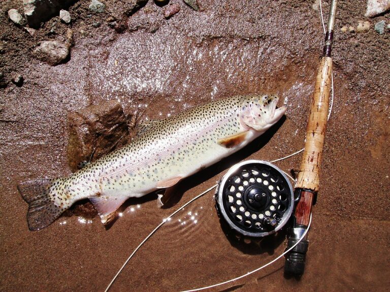 Forelle, Angler