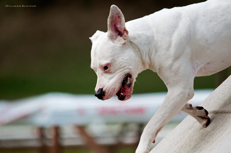 Dogo Argentino