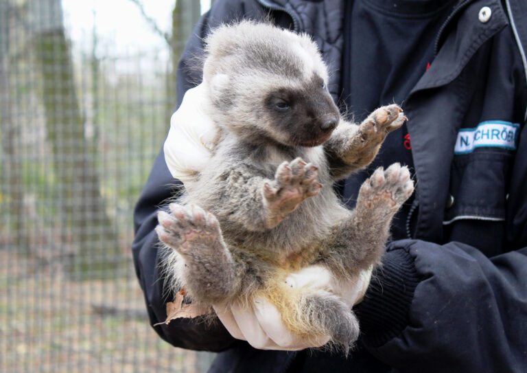 Vielfraßnachwuchs, Zoo Osnabrück