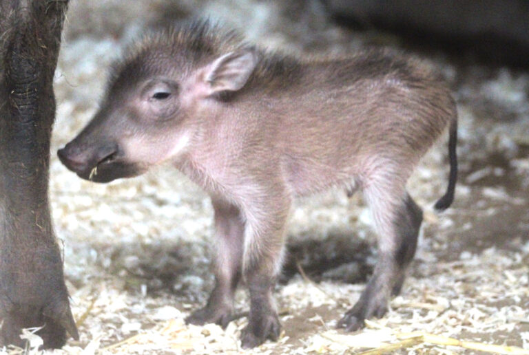 Warzenschwein, Zoo Osnabrück, Foto: Svenja Vortmann